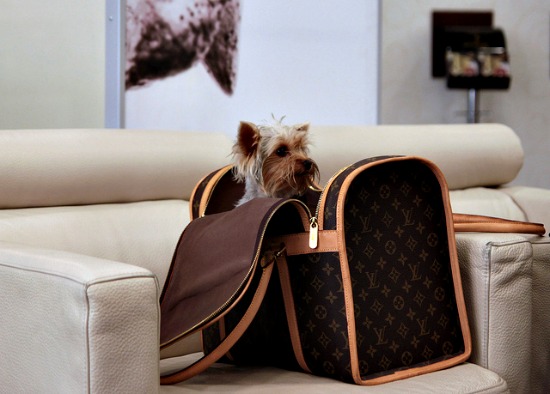 Air Travel Rules:  Flying With Pets