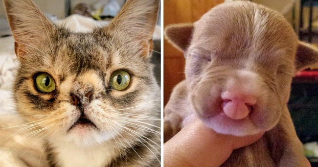 Animals have a special place in our hearts
