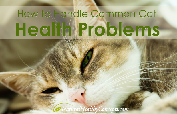 Common Health Problems Of Cats