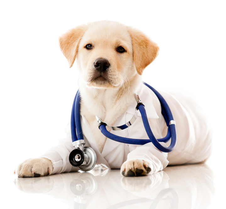 Compare Pet Health Insurance in the USA