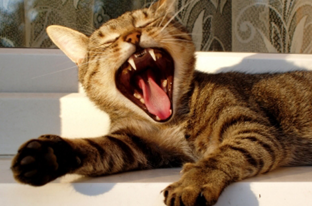 Curing Bad Cat Breath