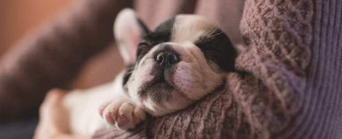 Divorce, rebuild your life, get a new pet