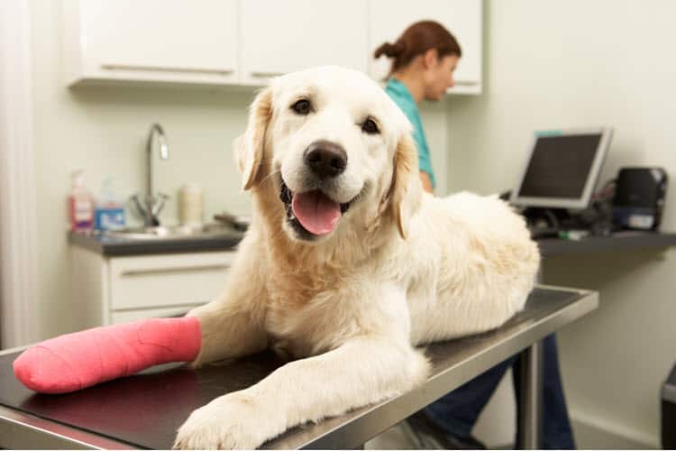 Health Insurance for Your Pet