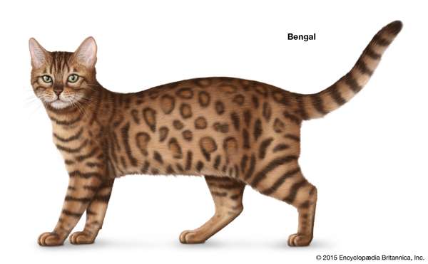 Domestic Cat Breeds