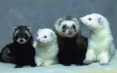 Ferrets A Friendly Playful Pet