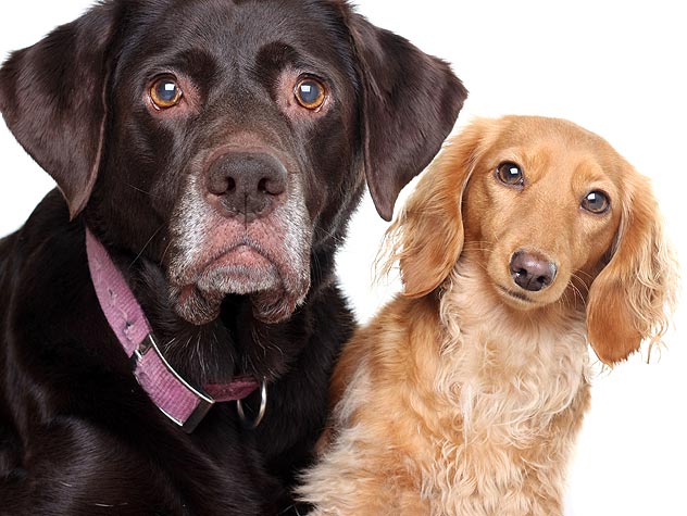 Getting Your Pet From An Animal Shelter