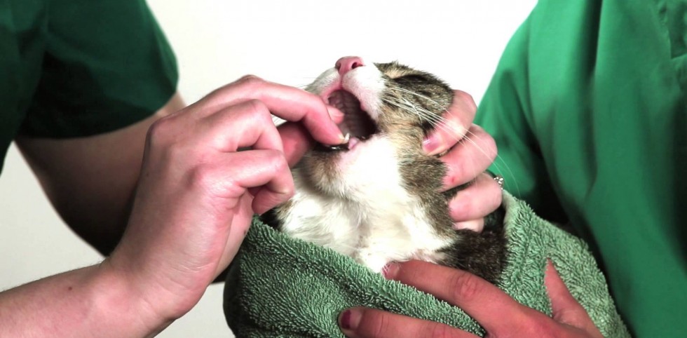 Giving Your Cat A Pill