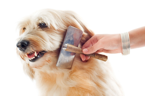 Grooming Tips for Dogs That Are Hypoallergenic
