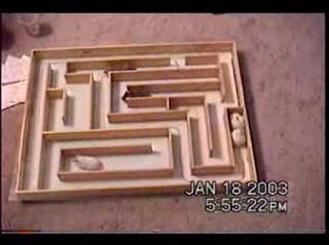 Hamster Mazes