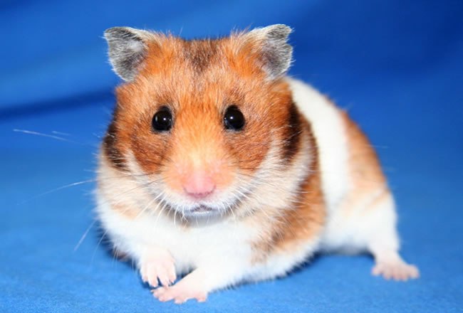 Hamsters Fuzzy Balls Of Fun