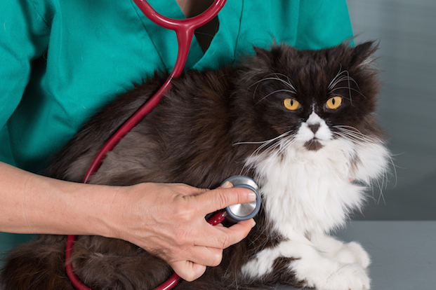 Helping Your Cat Stay Healthy