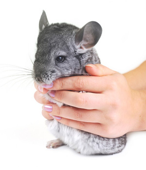 Cure Your Pets Health Problems