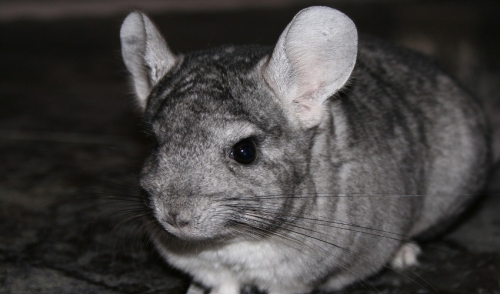 Groom Your Chinchilla Properly