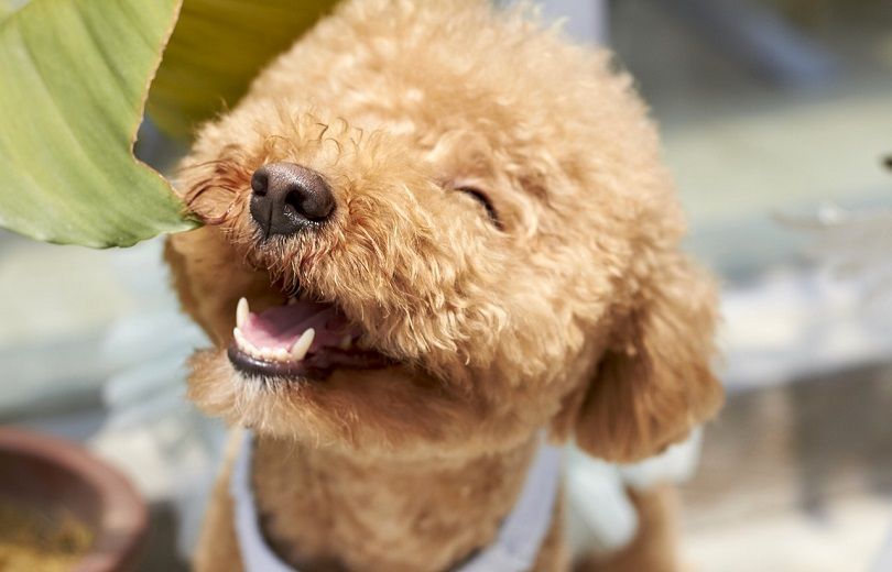 Dogs That Are Hypoallergenic