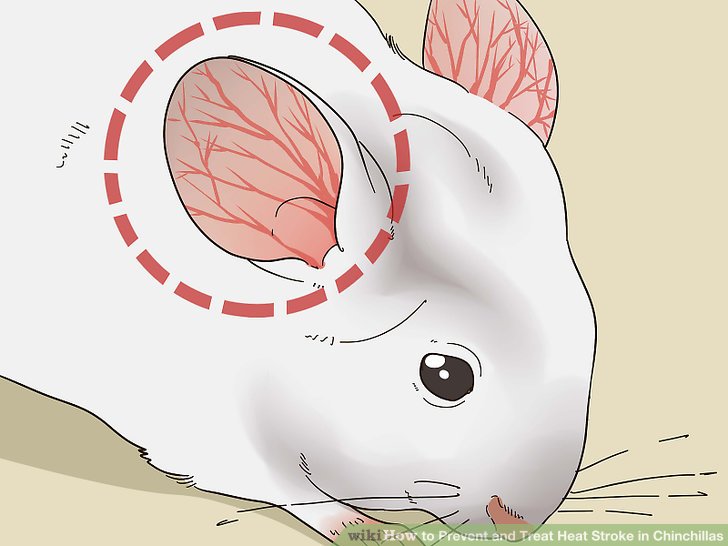Keep Your Pet From OverHeating