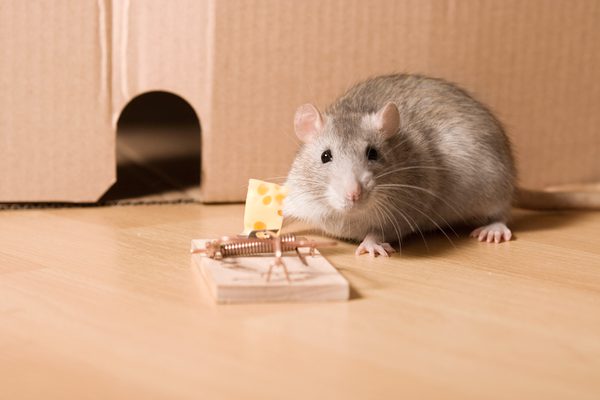 If you have furry critters running around your home