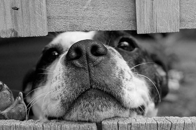 What is Best For Your Pet