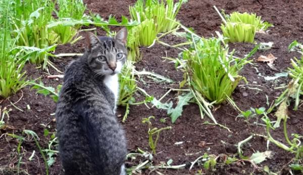 Keeping Cats Out Of Your Garden