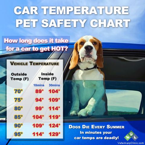 Keep Pet Safe In Warm Weather