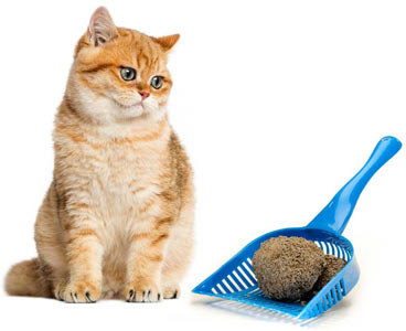 Litter Cleaning For Cats