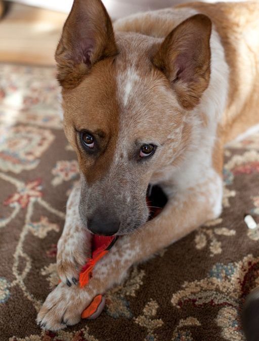 Moving Pets Issues to Ponder