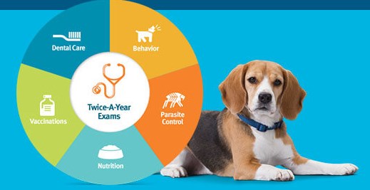 Pet Health Insurance