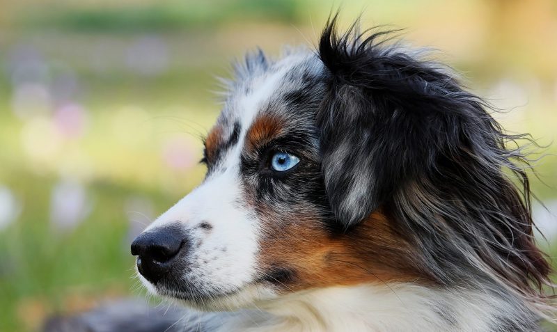 Veterinary eye Concerns for Pets