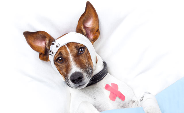 Pet Health Insurance Research