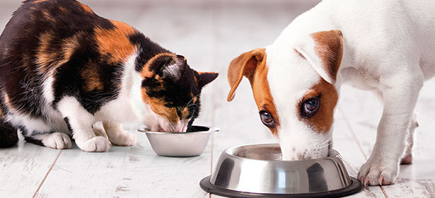 Picking The Right Food For Your Pet