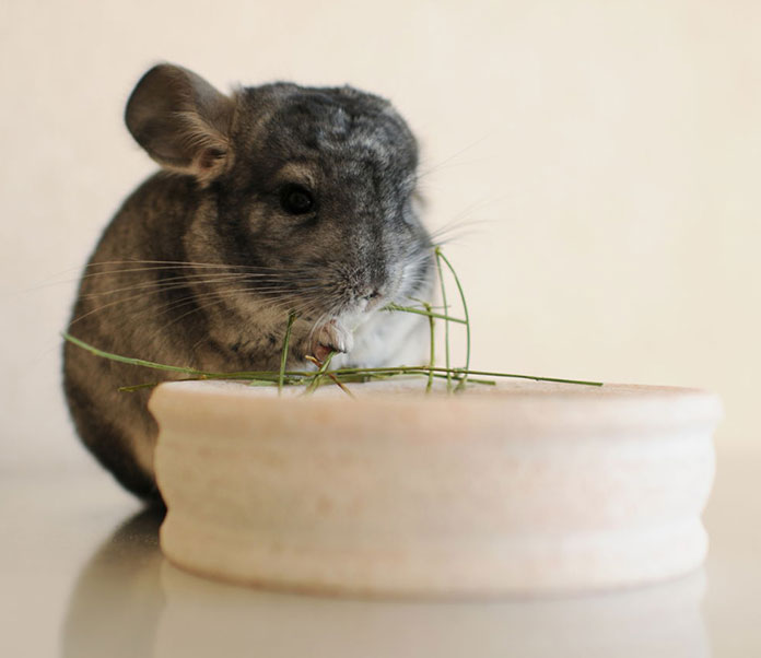 Prevent Pet Chinchilla From Stress
