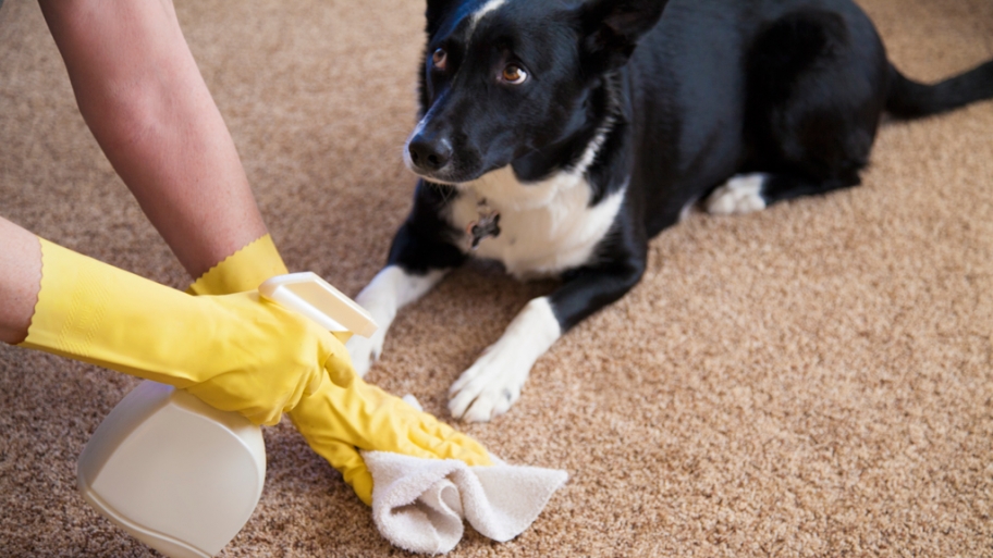 Removing Pet Stains
