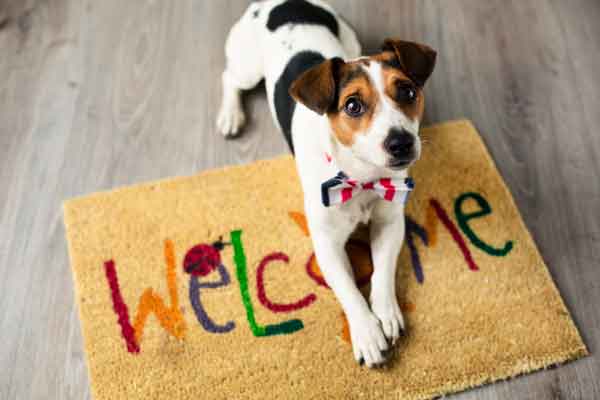 Renting with Dogs