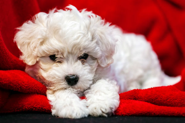 Small Hypoallergenic Dogs