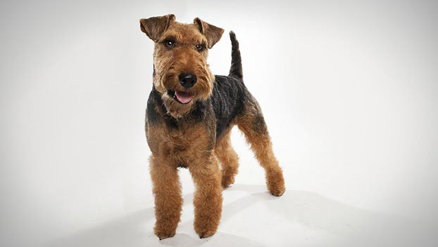 Dogs That You Would Find Interesting