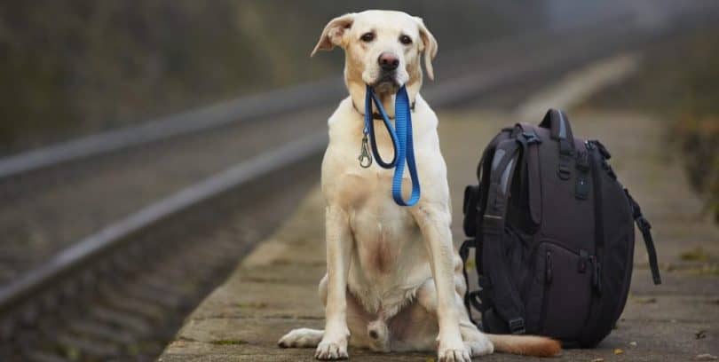 Tips for Moving Pets Overseas