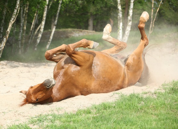 Symptoms of Equine Colic