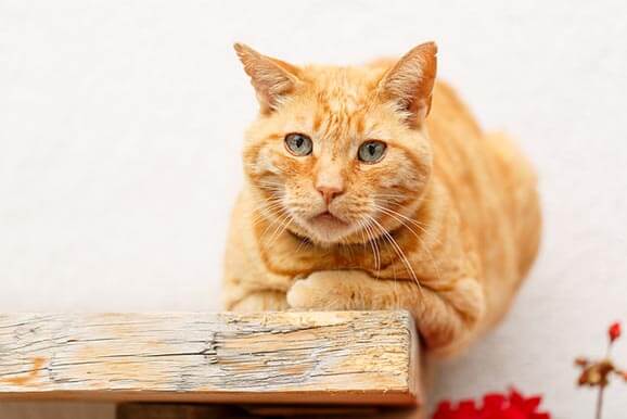 The Amazing Cat Species