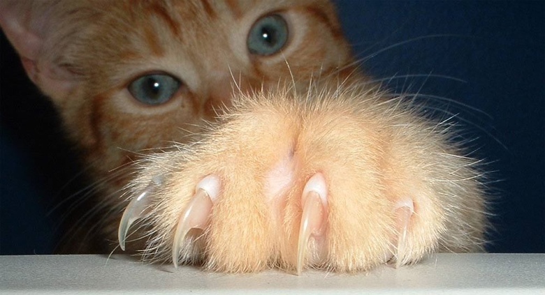 The Cruelty Of Claw Removal