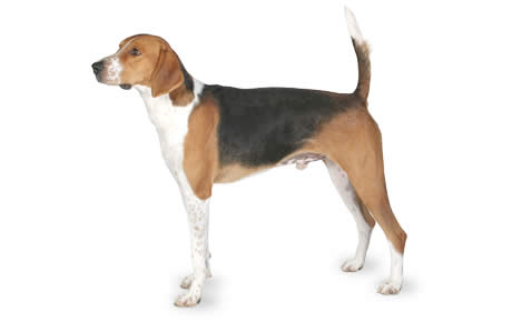 THE FOXHOUND DOG.