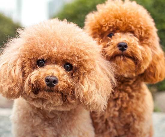 THE MOST INTELLIGENT POODLE.