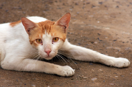 Things To Know About Abused Cats