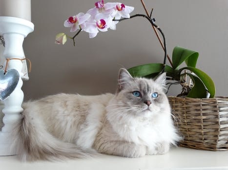 Things To Know Before Breeding Your Cat
