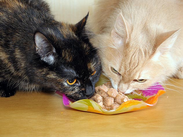 Tips For Introducing Cats