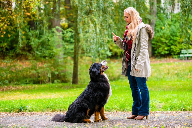 Training Your Dog