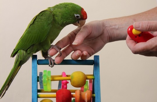 Training Your Pet Parrot