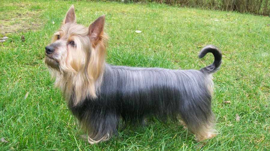 Training Your Silky Dog: A Terrier Anti-Terror Basics