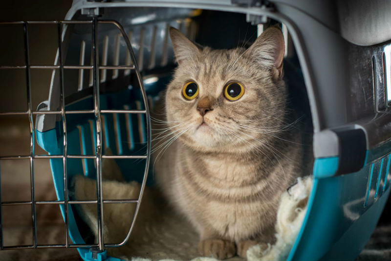 Traveling without your dog or cat can be stressful