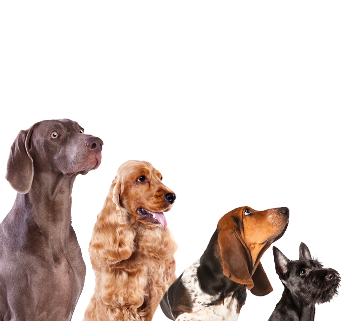 Types of Hypoallergenic Sporting Dogs