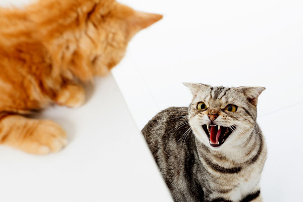 Understanding Why Cats Fight