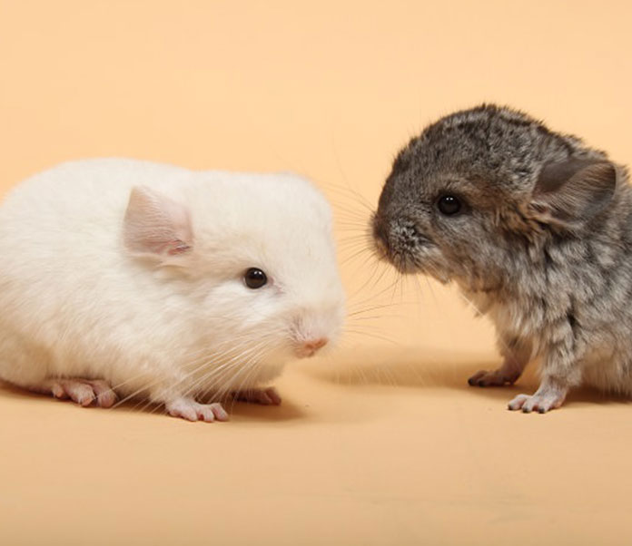 Want A Chinchilla As A Pet?  Here’s Where To Start